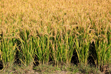 Paddy fields in autumn
