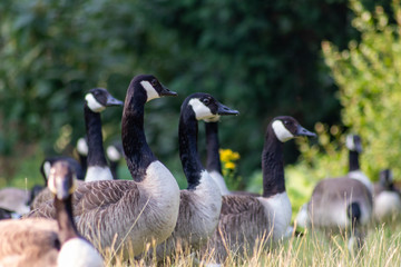 Kanadagänse als Gänseschar und Gänsefamilie in einem Park genießen das Leben, den Sommer und Frühling