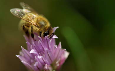 Nahaufnahme einer Honigbiene auf einer lila Schnittlauchblüte