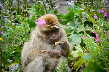 close of view of the gibraltar monkeys