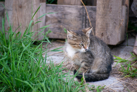 Gray and black kittens play on a good day