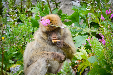close of view of the gibraltar monkeys