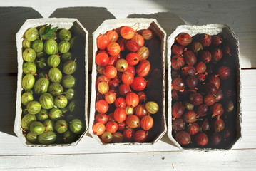 Set of gooseberry. Gooseberries fruits in paper baskets. Green and red gooseberry isolated on white. Sweet and juicy berry. Top view.