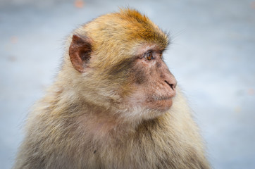 Obraz premium close of view of the gibraltar monkeys