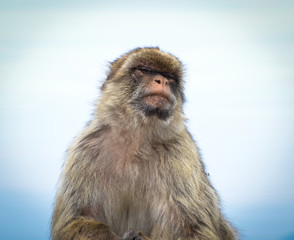 Naklejka premium close of view of the gibraltar monkeys