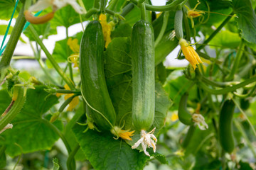 Green cucumber growing in field vegetable for harvesting.