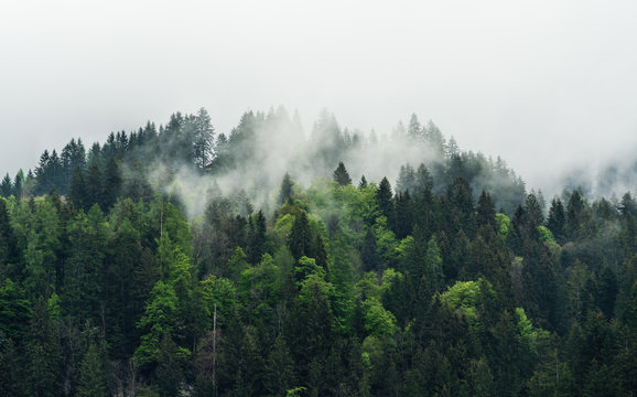 Fototapeta Misty landscape with pine forests in the morning