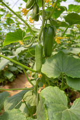 Green cucumber growing in field vegetable for harvesting.