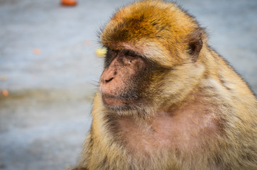 close of view of the gibraltar monkeys