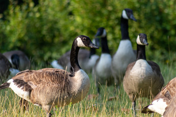 Kanadagänse als Gänseschar und Gänsefamilie in einem Park genießen das Leben, den Sommer und Frühling