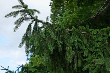 green coniferous branch spruce on a tree against the sky