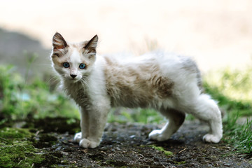Naklejka na ściany i meble Homeless grimy little white kitten. A beautiful cat with blue eyes.