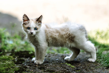 Homeless grimy little white kitten. A beautiful cat with blue eyes.
