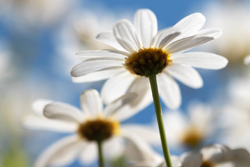 White daisies (Marguerite) in front of blue sky.
