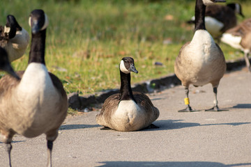 Kanadagänse als Gänseschar und Gänsefamilie in einem Park genießen das Leben, den Sommer und Frühling