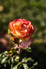 Orange and yellow rose in a garden