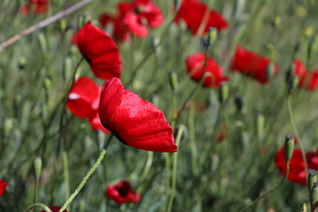 Field of bright red corn poppy flowers in summer