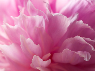 Naklejka premium Piękna różowa piwonia z bliska. Kwiat streszczenie tło