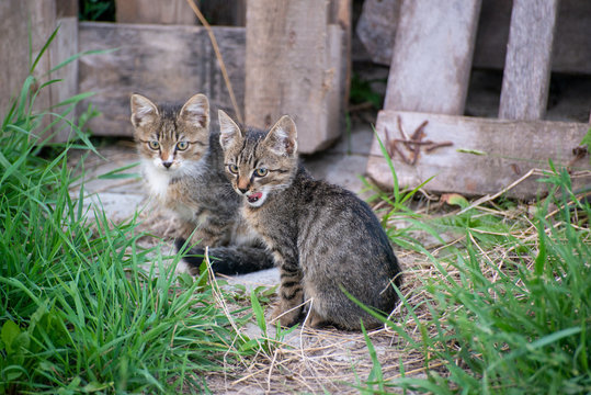 Gray and black kittens play on a good day