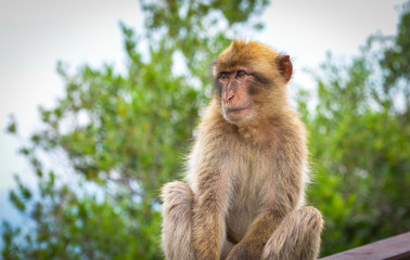 close of view of the gibraltar monkeys