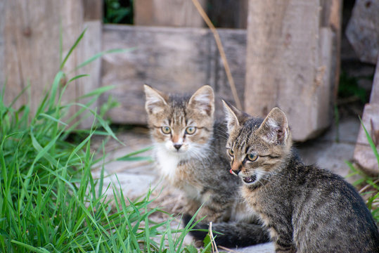 Gray and black kittens play on a good day