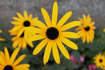 Obraz premium flower