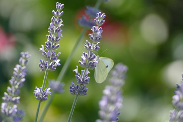 Lavendel und Kohlweißling im Sommer