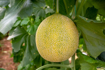 Melon or cantaloupe melons growing in supported by string melon nets ,The yellow melon with leaves and sunlight in the farm waiting for harvest.
