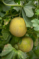 Melon or cantaloupe melons growing in supported by string melon nets ,The yellow melon with leaves and sunlight in the farm waiting for harvest.