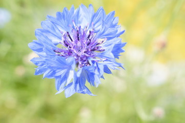 nature,animal,collie,flowers,garden