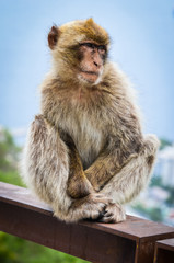 close of view of the gibraltar monkeys