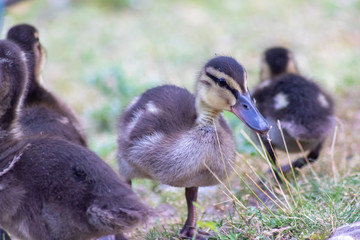 Gänseschar aus vielen kleinen Küken einer Stockente macht einen Ausflug in den Park im Sommer