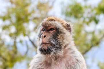 close of view of the gibraltar monkeys