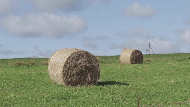 Green field with a hay rolls in countryside