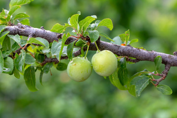 Green branch with wet leaves and plums as the background