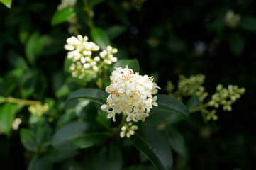 nature,animal,collie,flowers,garden