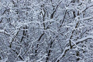 winter forest covered snow