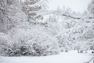 Obraz premium Winter landscape. Forest under the snow. Winter in the park.