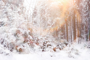 Winter landscape. Forest under the snow. Winter in the park.