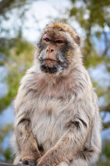 close of view of the gibraltar monkeys
