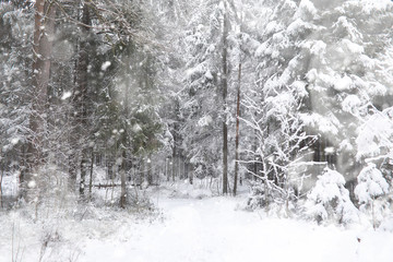 Naklejka premium Winter landscape. Forest under the snow. Winter in the park.