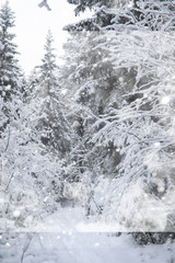 Winter landscape. Forest under the snow. Winter in the park.