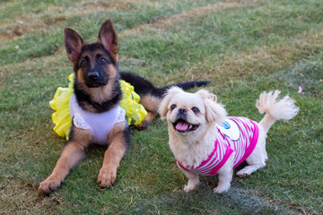 Pet animal; german wolf dog in garden.