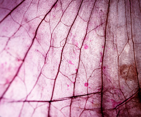 Tissue Microscopic Test