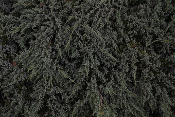 background of tree of life