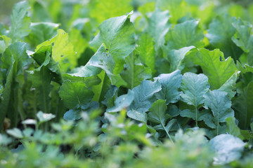 End of summer season in the park