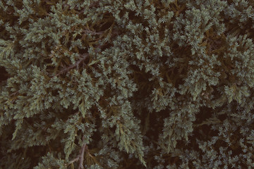 background of tree of life