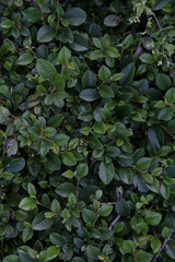 background of green fresh leafs