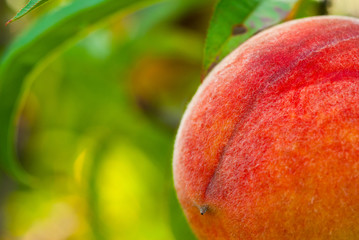 ripe peach fruits hanging on branch
