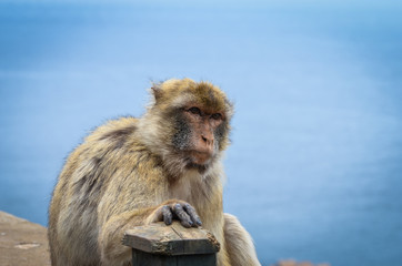 close of view of the gibraltar monkeys